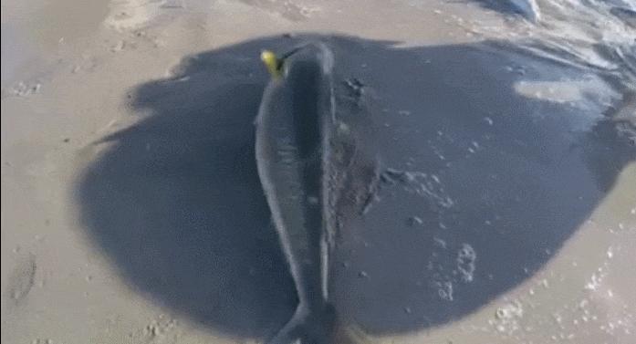 真正的野生三文鱼,我国野生三文鱼