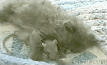 十条笑话到底是什么,劳力士手表段子