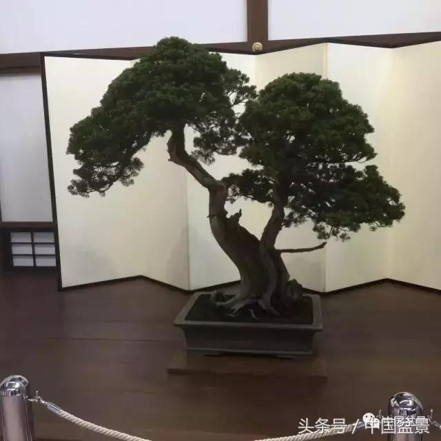 现在什么盆景最有前景,盆景创业未来前景如何