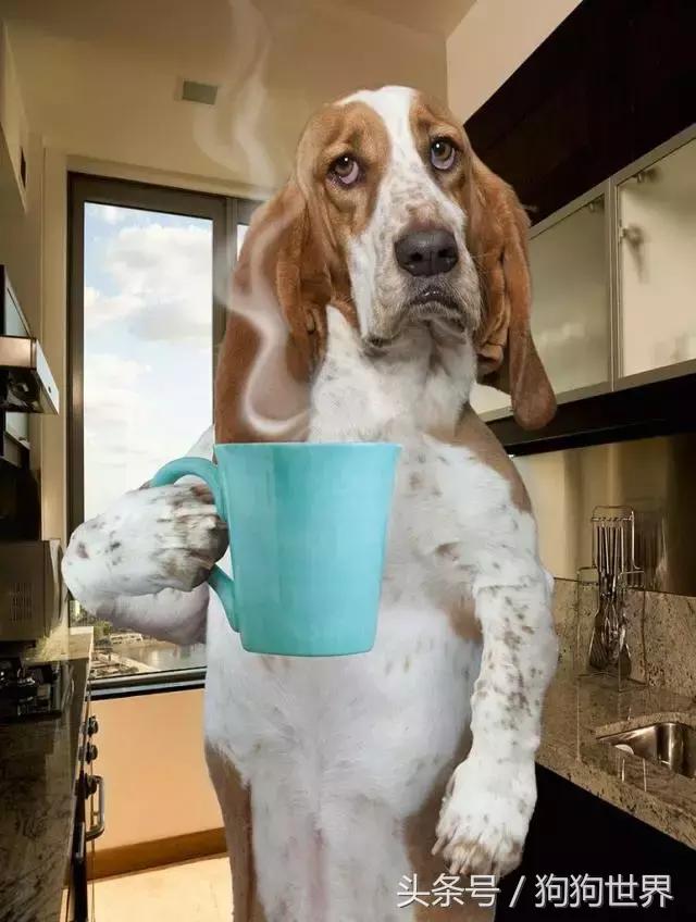 狗狗疫苗打几联比较好,狗狗打疫苗后注意事项