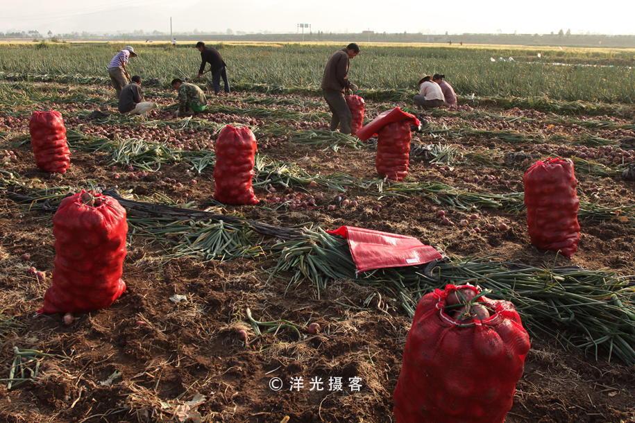 菜贱伤农的原因和对策,简要分析菜贱伤农和菜贵伤民现象