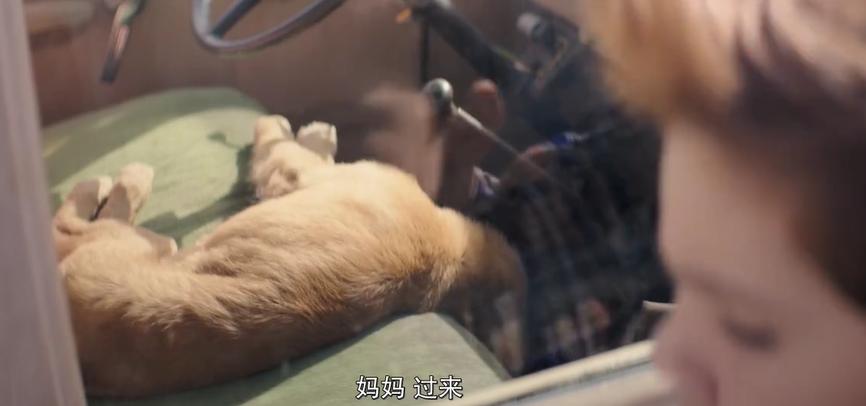 狗狗中暑了怎么办最快解决方法,天气这么热的狗都中暑了