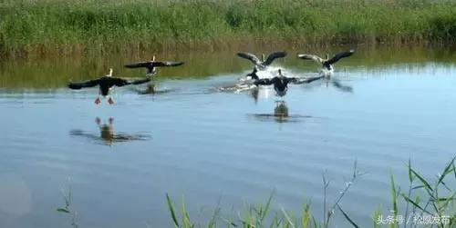 吉林松原大米好吃吗,松原市大米怎么样