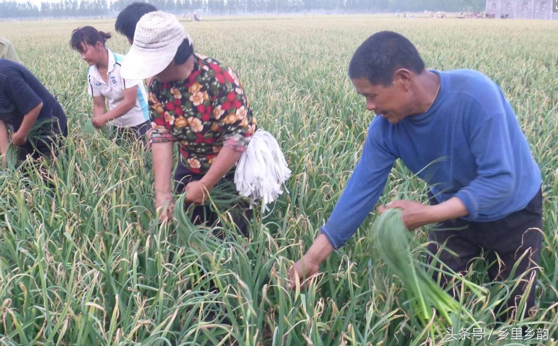 蒜薹行情价,蒜薹行情上涨