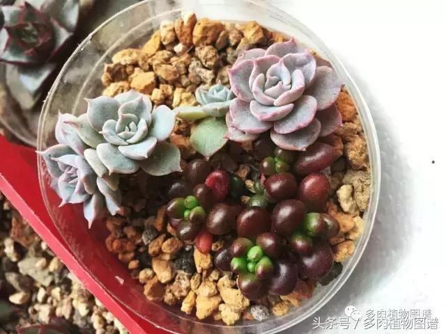 宿舍多肉品种推荐,宿舍多肉