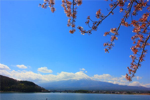 落英缤纷系列,落樱缤纷日本