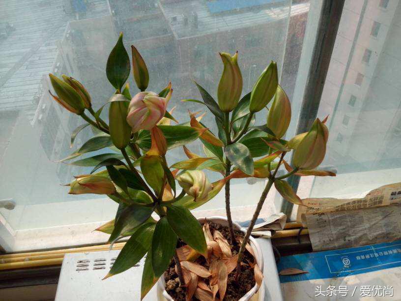 百合花怎么养最合适,百合花怎么养最好