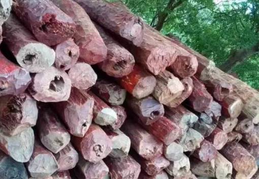 血檀木的鉴别,血檀的介绍和特点