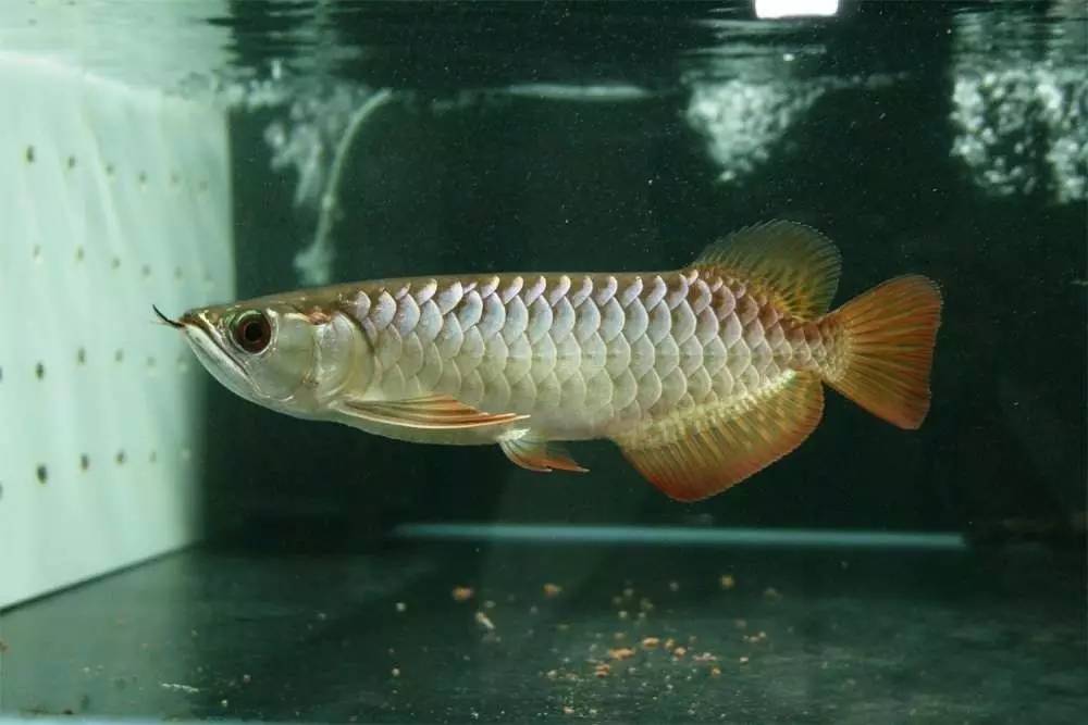 b级过背金龙一般价格多少,顶级蓝底过背金龙欣赏