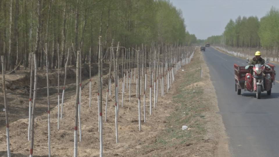 百日会战绿化苗木栽植,百日会战