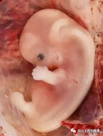 生孩子是怎么回事？反正不是好事，只有切身体验过才会懂！