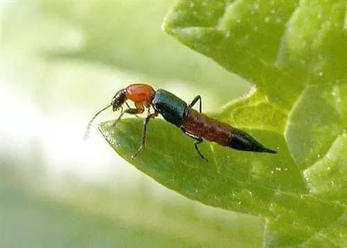 「UpToDate」春夏之交，这些臭虫蜱虫螨虫隐翅虫……又出来咬人了