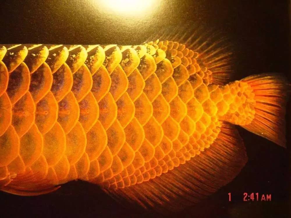 过背金龙和高背金龙的区别,高背金龙跟过背图片对比