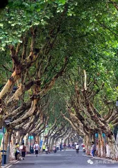 苏州最值得去的五个景点,苏州最值得去的10个景点排名