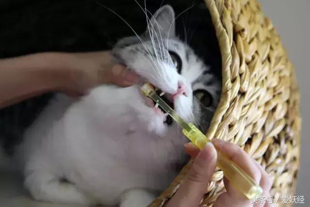 热门网红猫咪牙刷测评,猫咪牙刷测评红黑榜