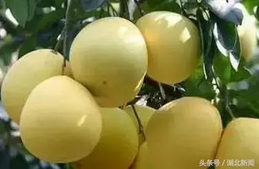 妗冨瓙鍙互鍜屽摢浜涙按鏋滃悆,鑳藉悆妗冨瓙鐨勯鐗╂湁鍝簺