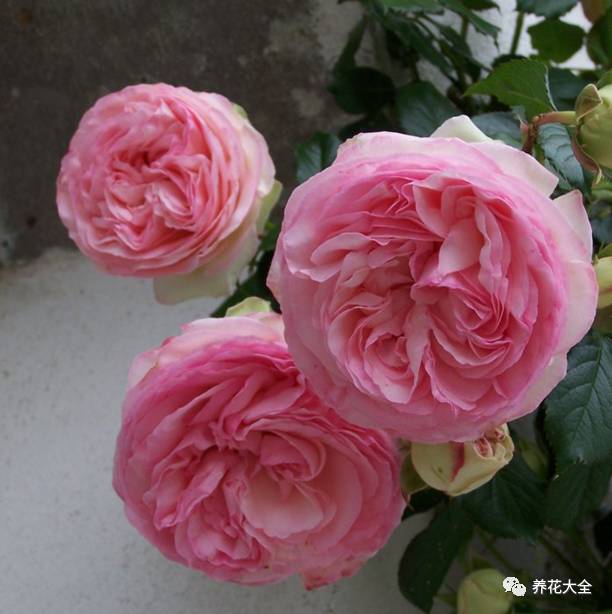 最美的十款月季品种推荐 (十种绝美的月季)