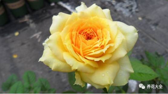 最美最高端的30款月季 (十种绝美的月季)