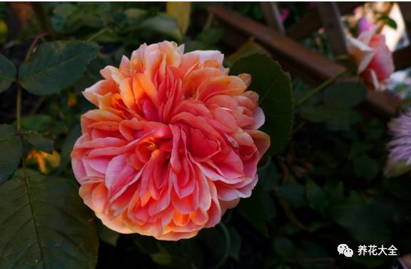 最美最高端的30款月季 (十种绝美的月季)