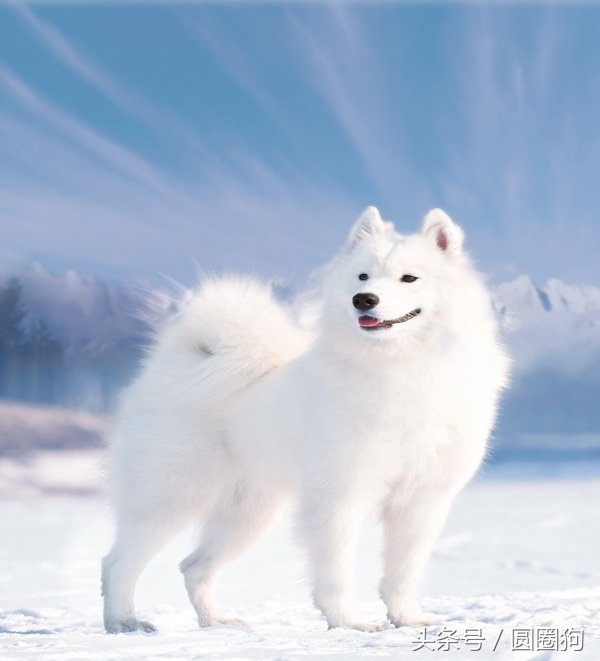 世界名犬拉布拉多犬,世界名犬萨摩耶