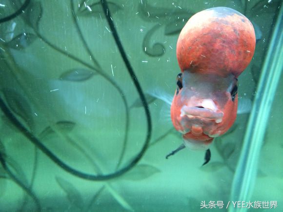 中草药防治鱼病效果好的有哪些,常用药治鱼病