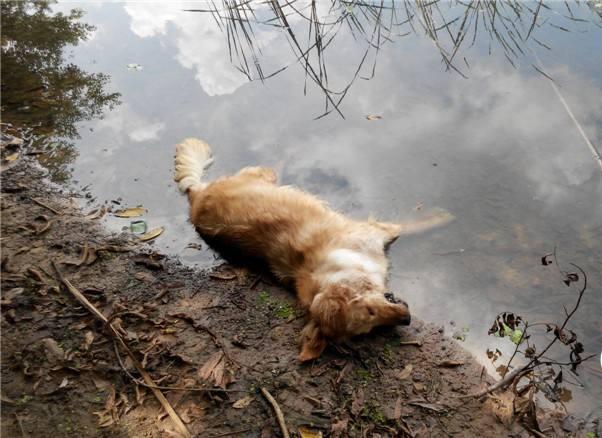 狗中暑喝藿香正气水可以吗,狗中暑了怎么办最快解决方法