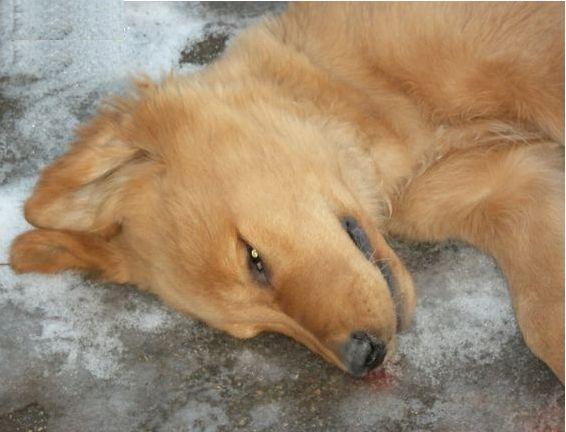 夏天狗狗中暑怎么办,狗狗中暑后抢救过来