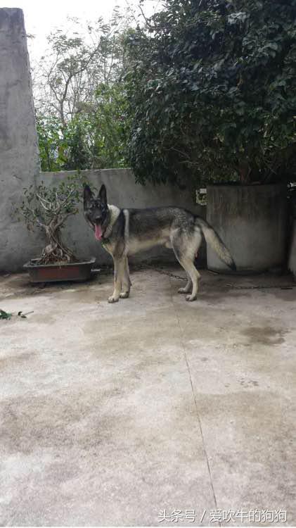 狼青跟德牧哪个好驯养一些,狼青和德牧配出来的幼犬什么样