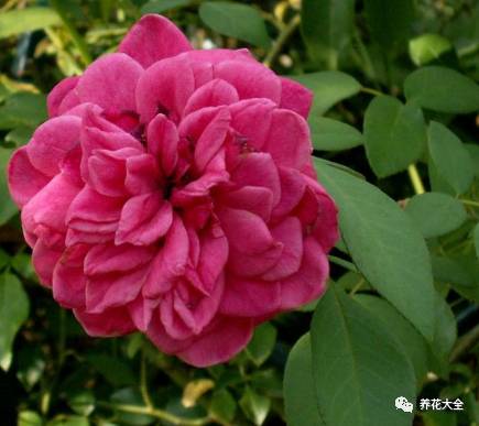 最美的十款月季品种推荐 (十种绝美的月季)