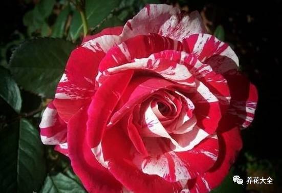 最美最高端的30款月季 (十种绝美的月季)