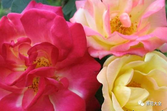 最美最高端的30款月季 (十种绝美的月季)