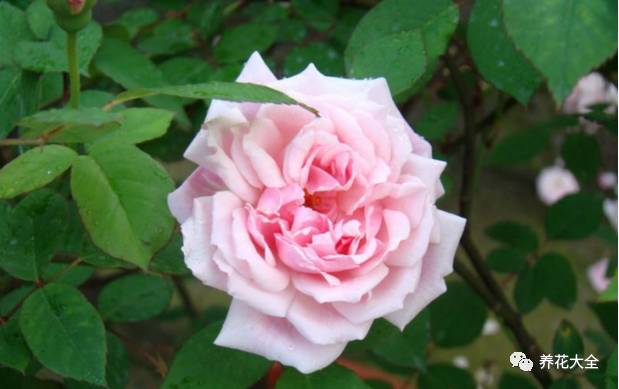 最美最高端的30款月季 (十种绝美的月季)