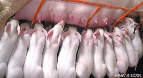 母猪拉稀脱肛怎么治疗,母猪断奶后掉膘严重如何解决