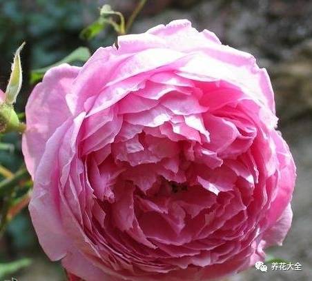 最美最高端的30款月季 (十种绝美的月季)