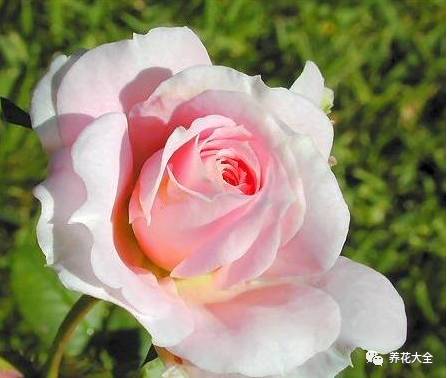 最美的十款月季品种推荐 (十种绝美的月季)