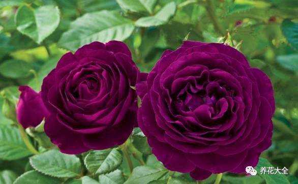 最美的十款月季品种推荐 (十种绝美的月季)