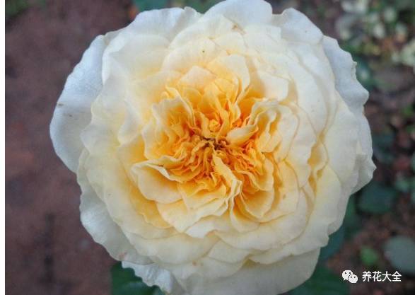 最美最高端的30款月季 (十种绝美的月季)