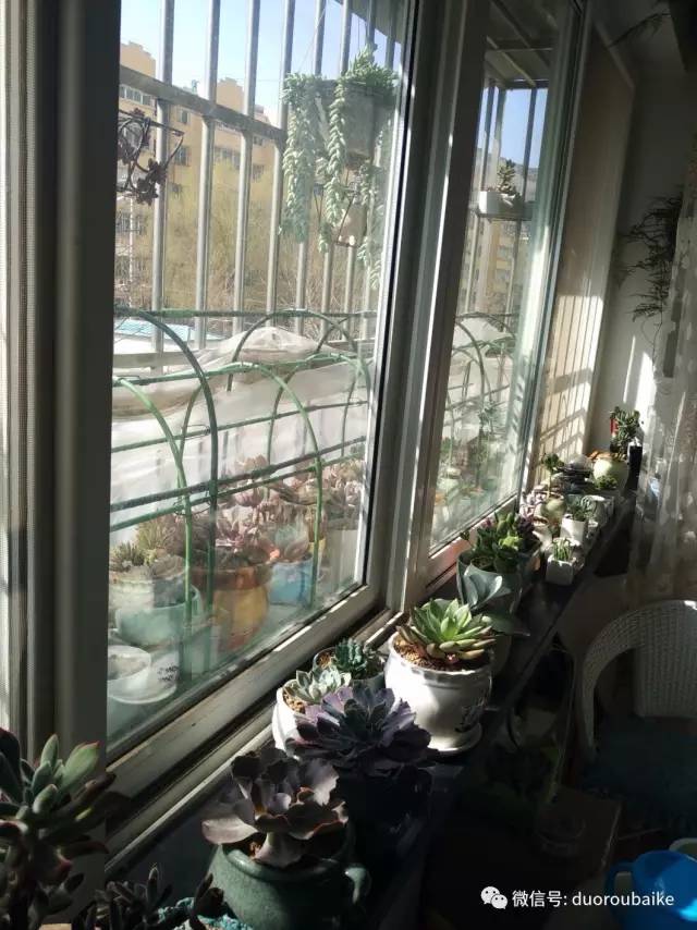 入多肉坑那些年踩过的误区,自从入了多肉坑