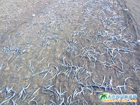 大连旅游攻略赶海和美食,大连旅游攻略必去的十大美食