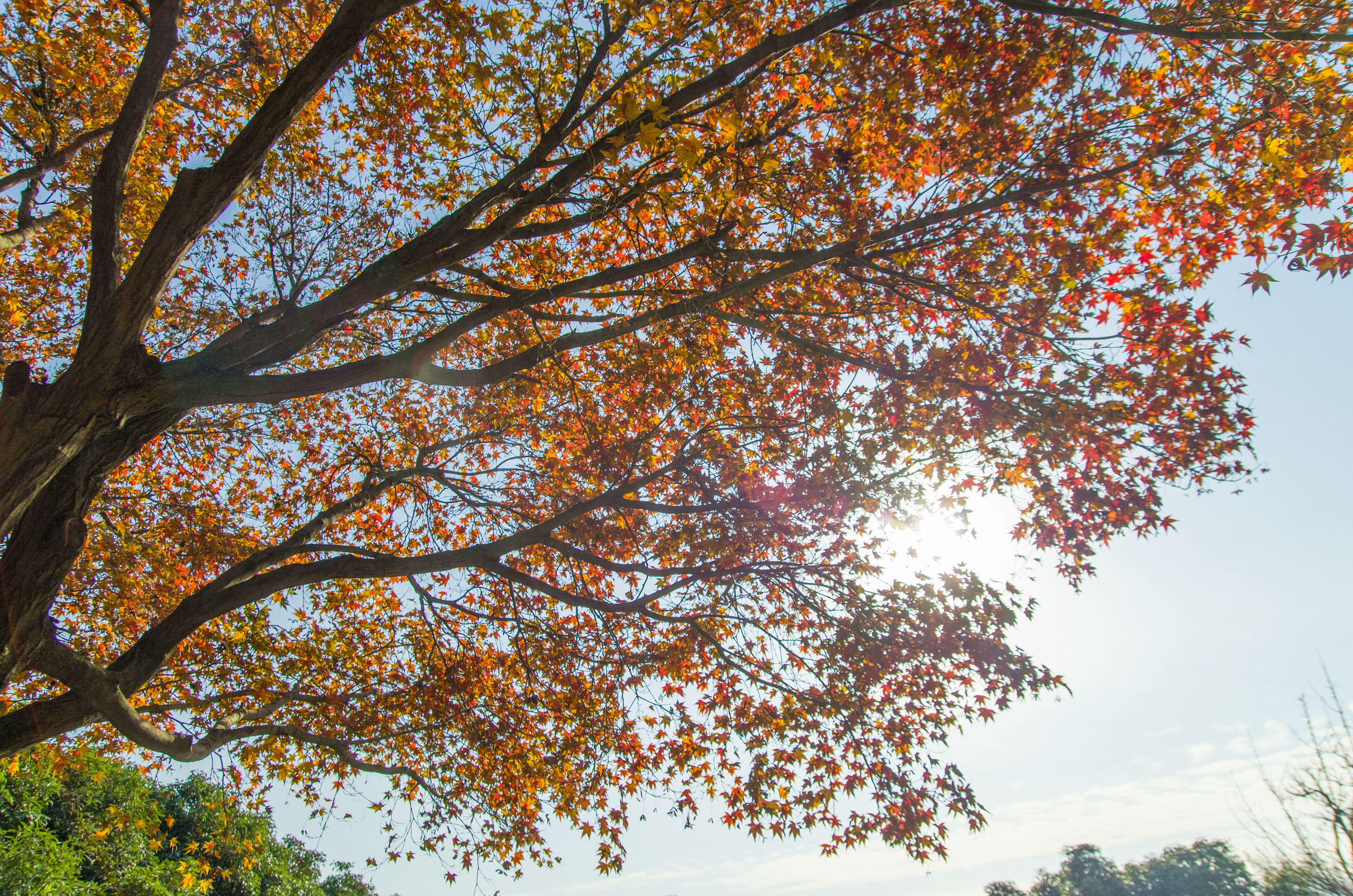 摄影小白推荐相机300左右,拍照好的长焦镜头推荐