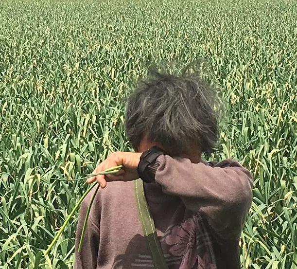 河南蒜薹最新消息,河南蒜薹滞销