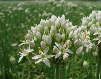 夜雨剪春韭图片,夜雨剪春韭的全诗