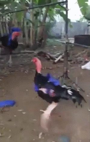 你知道我练习了多少次,才等来这精准一刻