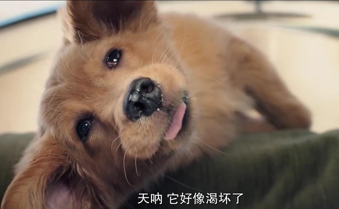 狗狗中暑了怎么办最快解决方法,天气这么热的狗都中暑了