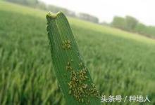 小麦蚜虫防治的最佳时期,防治小麦蚜虫农药价格