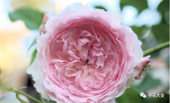 最美最高端的30款月季 (十种绝美的月季)