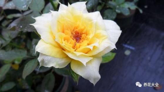 最美最高端的30款月季 (十种绝美的月季)