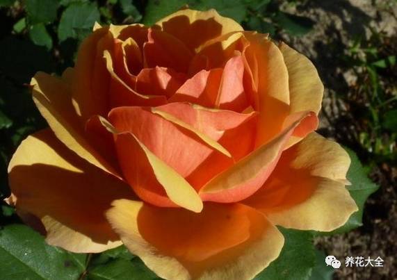 最美的十款月季品种推荐 (十种绝美的月季)