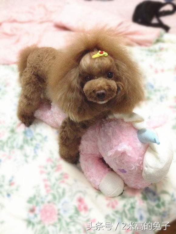 狗狗骑主人胳膊怎么纠正,狗狗跨骑运动