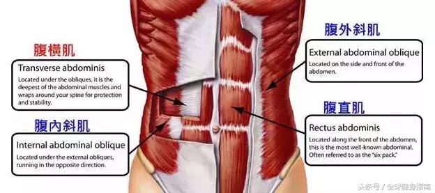 卷腹究竟比仰卧起坐强在哪儿,卷腹和仰卧起坐真的能减小腹吗